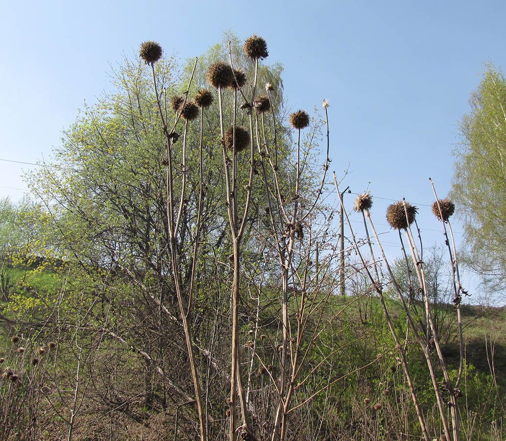 Image of Echinops sphaerocephalus specimen.