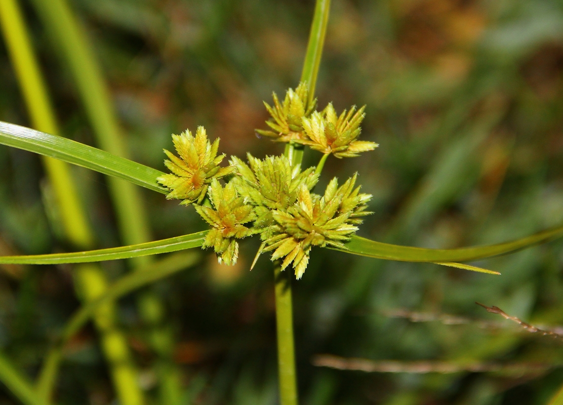 Image of Cyperus eragrostis specimen.