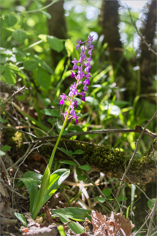 Изображение особи Orchis mascula.