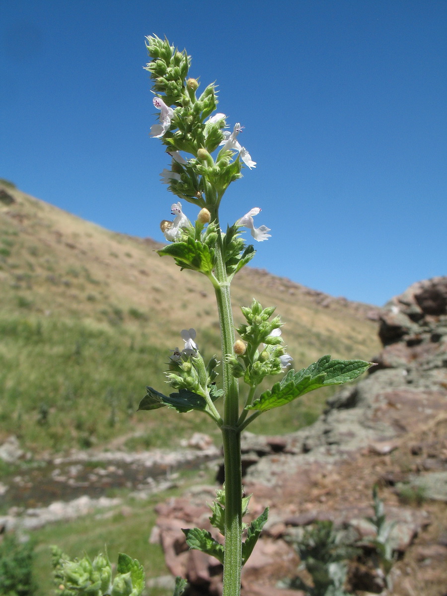 Image of Nepeta cataria specimen.