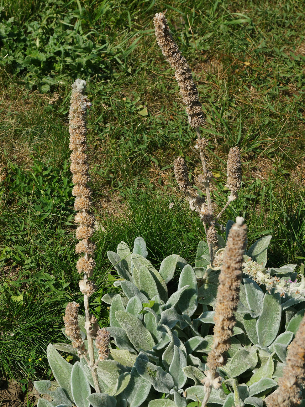 Изображение особи Stachys byzantina.