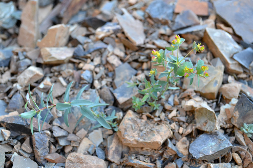 Изображение особи Euphorbia talassica.