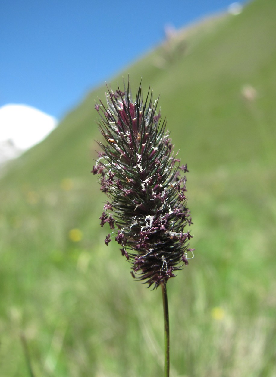 Изображение особи Phleum alpinum.