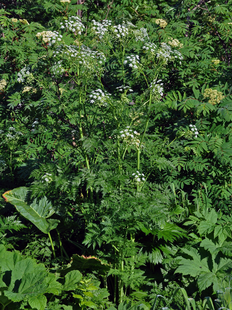 Image of Anthriscus sylvestris specimen.