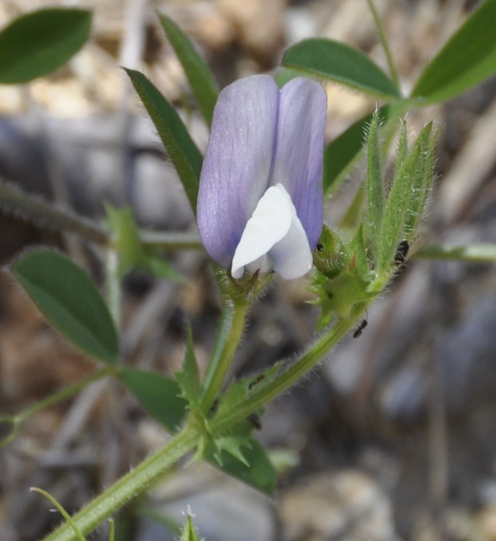 Image of Vicia bithynica specimen.