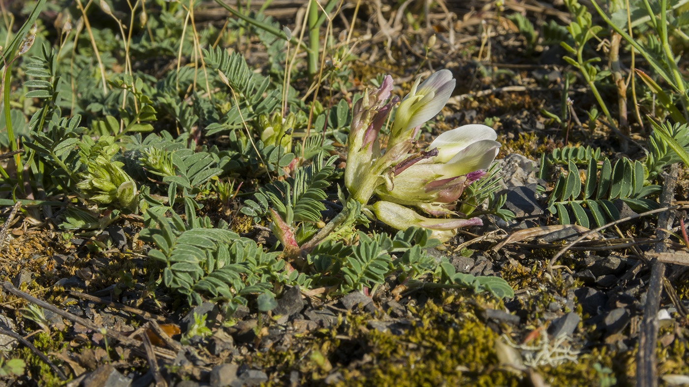 Изображение особи Astragalus resupinatus.