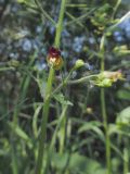 Scrophularia nodosa. Часть генеративного побега с цветком и завязавшимся плодом. Марий Эл, г. Йошкар-Ола, Сосновая роща, болото. 23.06.2018.