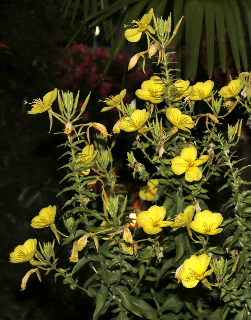 Image of genus Oenothera specimen.