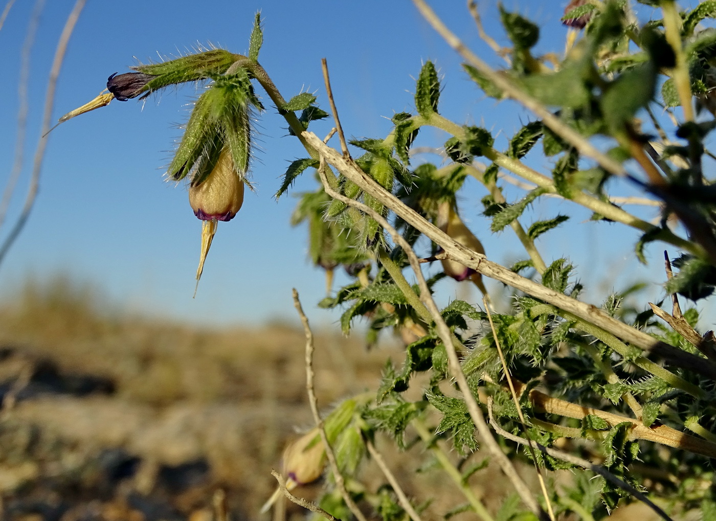 Изображение особи Onosma staminea.