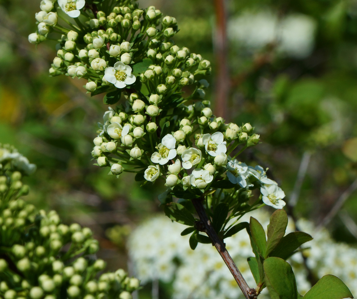 Изображение особи Spiraea chamaedryfolia.