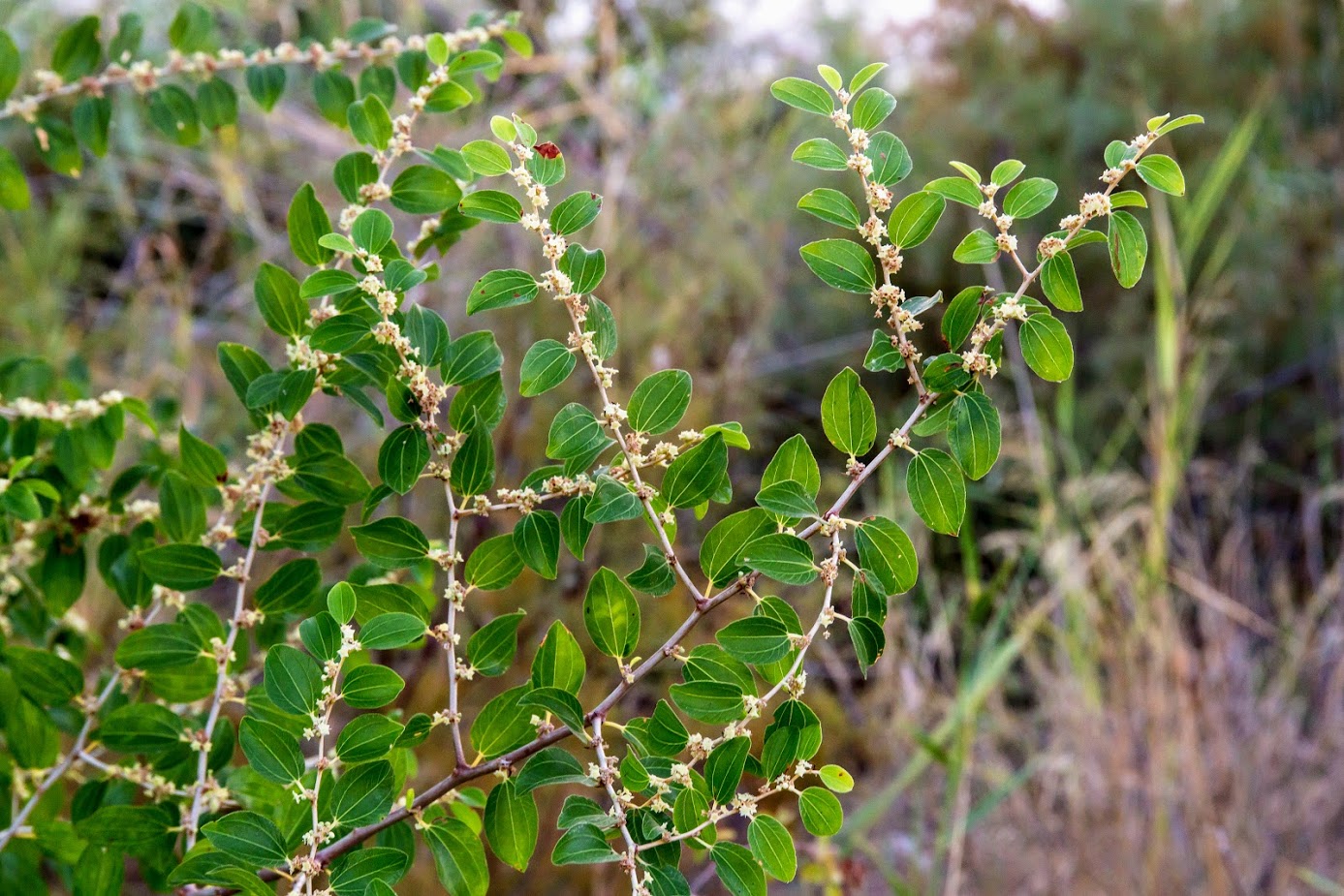 Image of Ziziphus spina-christi specimen.