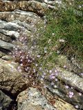Limonium anfractum. Цветущее растение. Черногория, г. Будва, скалистый обрыв над пляжами Могрен. Июль 2018 г.