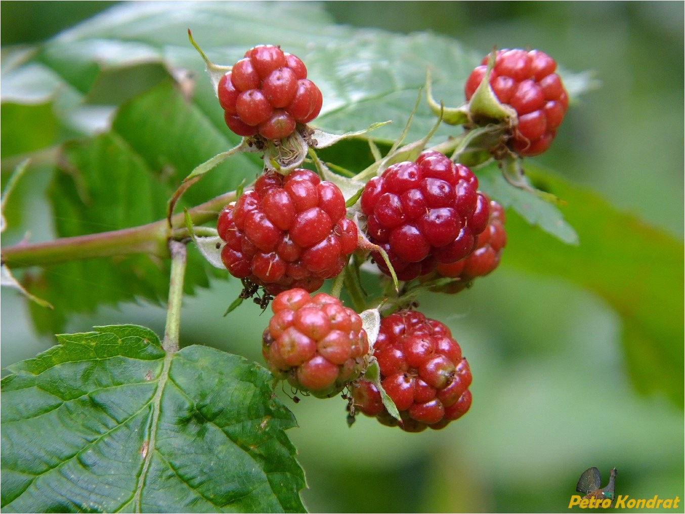 Изображение особи Rubus nessensis.