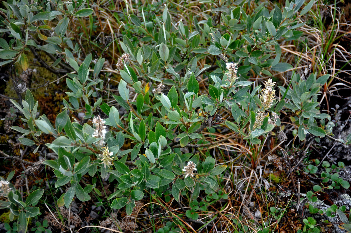 Image of Salix glauca specimen.