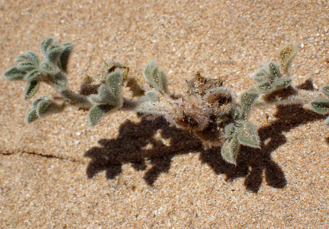 Image of Medicago marina specimen.