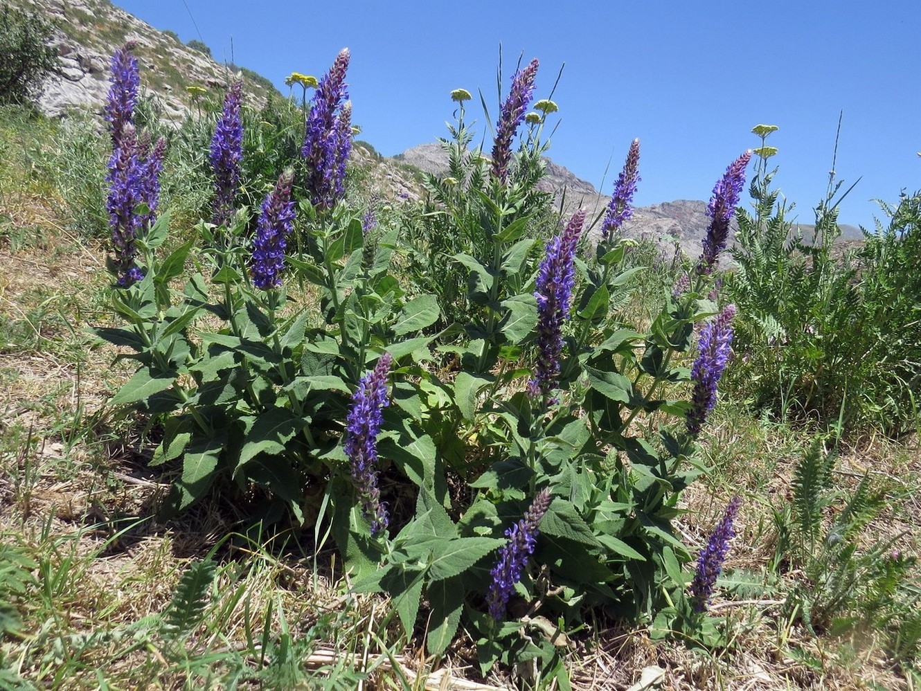 Image of Salvia deserta specimen.