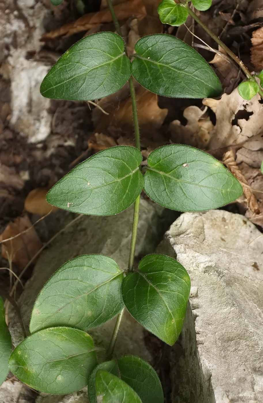 Изображение особи Vinca pubescens.