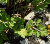 Ranunculus millefolius. Лист. Республика Кипр, окр. с. Айос Созоменос (Άγιος Σωζόμενος), скалистый склон холма. 11.03.2019.