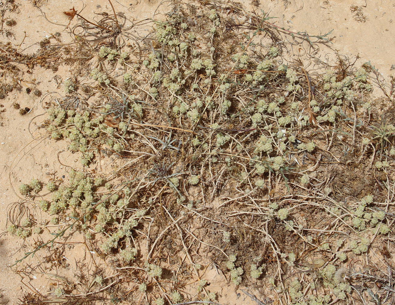 Image of Teucrium capitatum specimen.