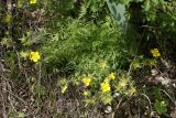 Potentilla multifida