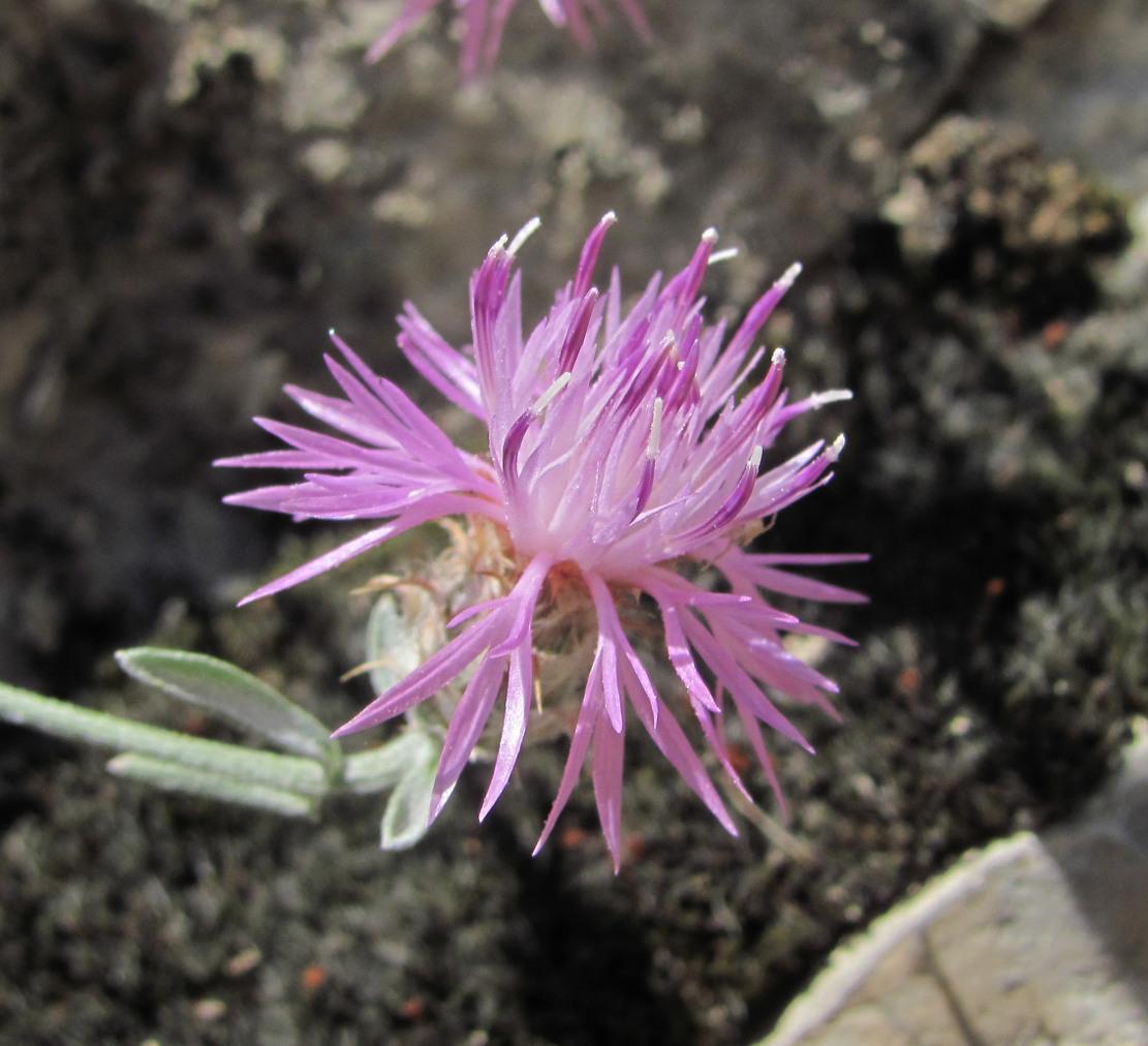 Изображение особи Centaurea caspia.