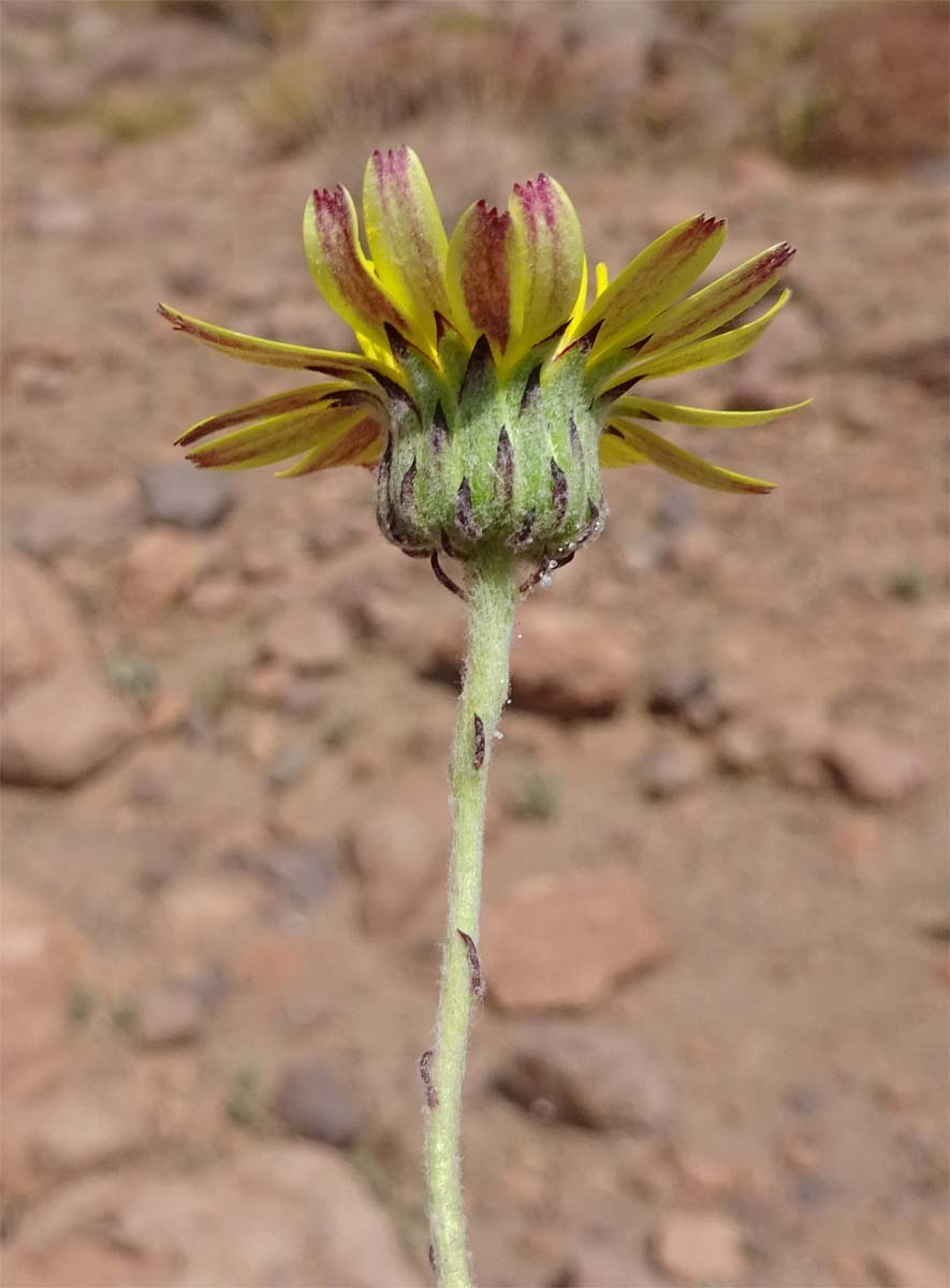 Image of Trichocline caulescens specimen.