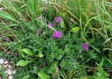 Cirsium acaule