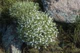 Stellaria dichotoma. Цветущее растение. Бурятия, Кижингинский р-н, окр. р. Кодун, сухая степь. 22.06.2014.