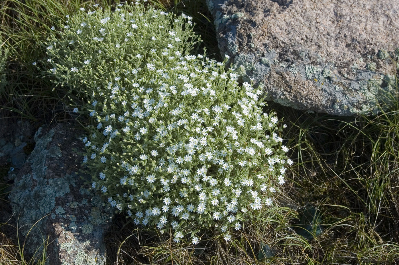 Image of Stellaria dichotoma specimen.