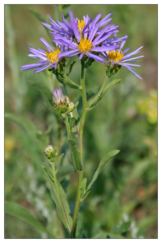 Изображение особи Aster amellus.