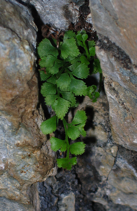 Изображение особи Asplenium ruta-muraria.