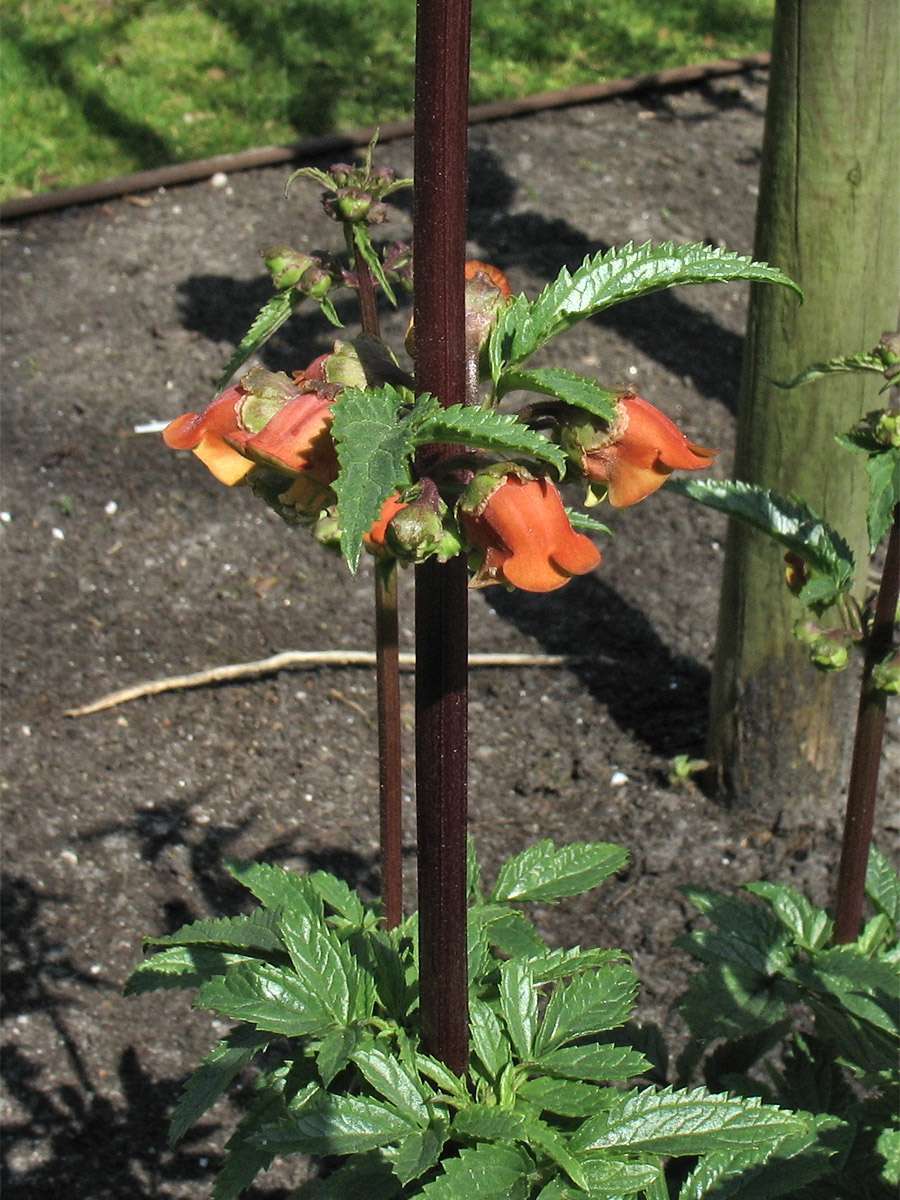 Image of Scrophularia sambucifolia specimen.