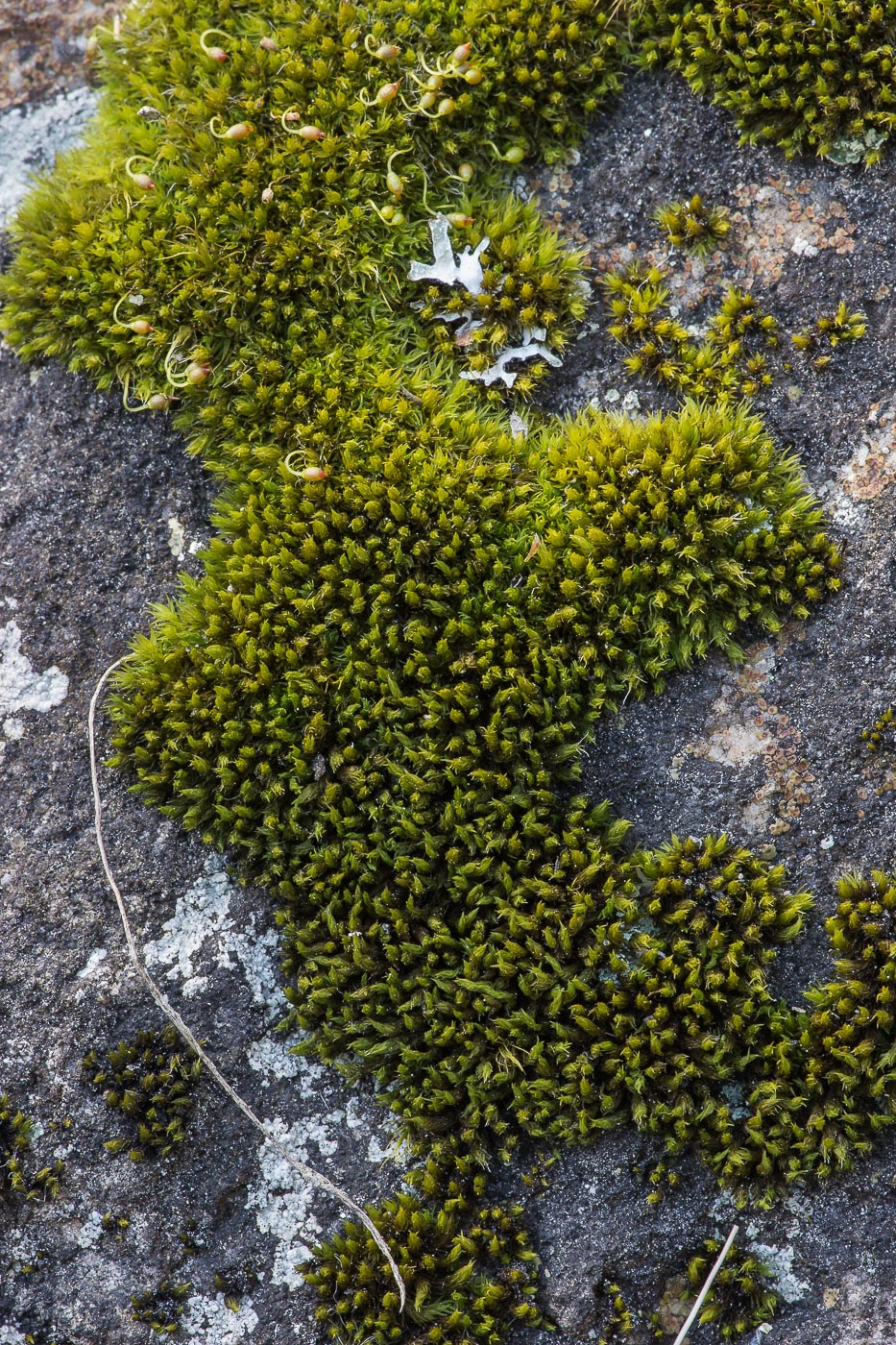 Image of Grimmia muehlenbeckii specimen.