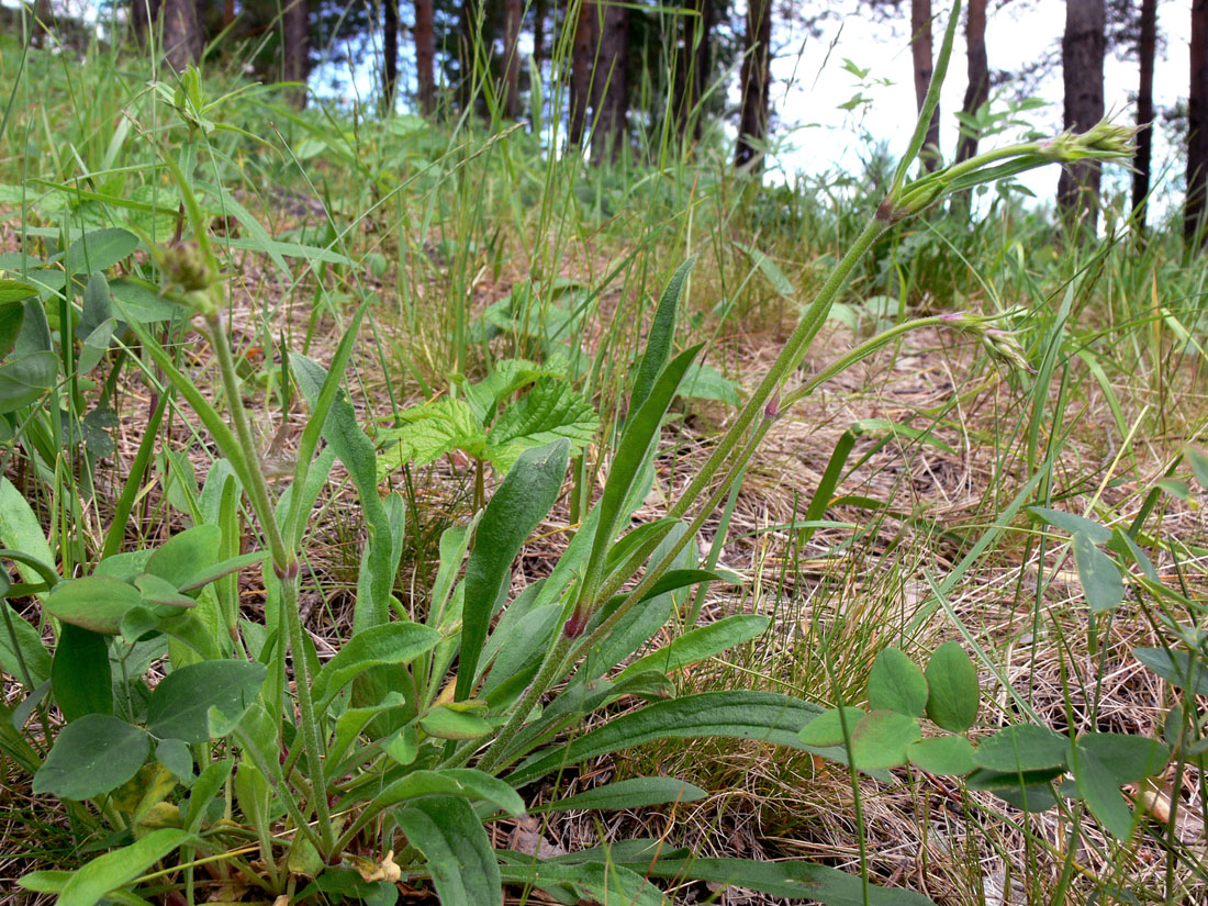 Image of Silene nutans specimen.