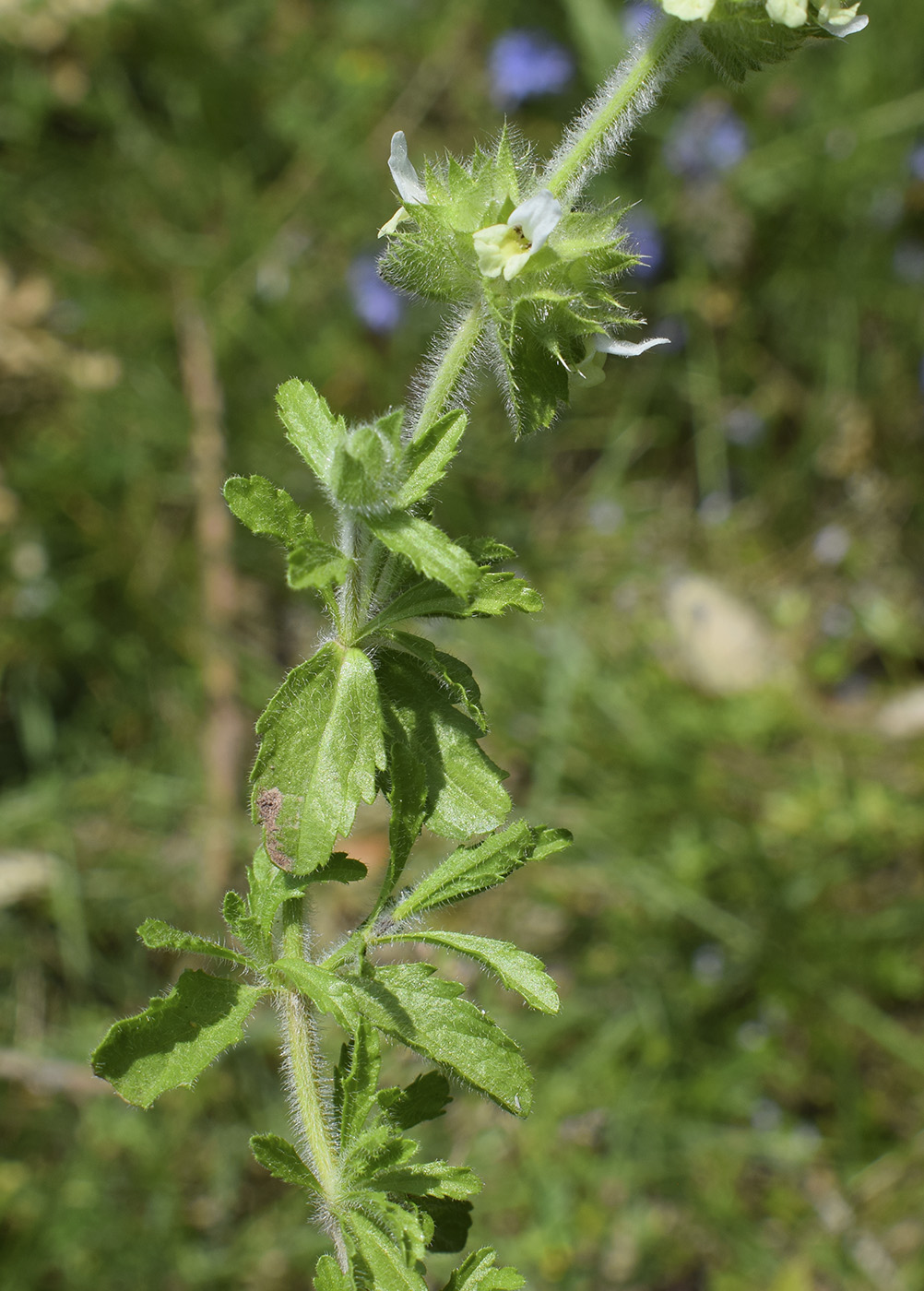 Image of Sideritis hirsuta specimen.