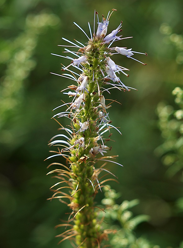 Image of Veronicastrum sibiricum specimen.