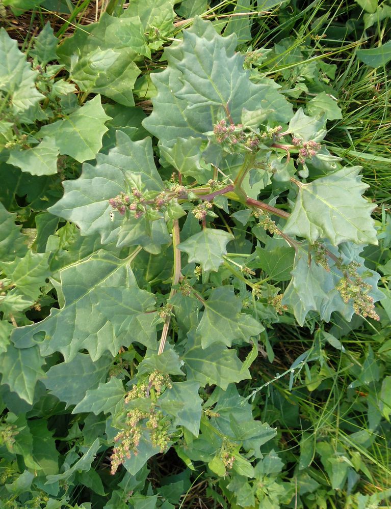 Image of Oxybasis chenopodioides specimen.