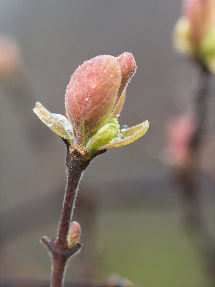 Image of Lonicera baltica specimen.