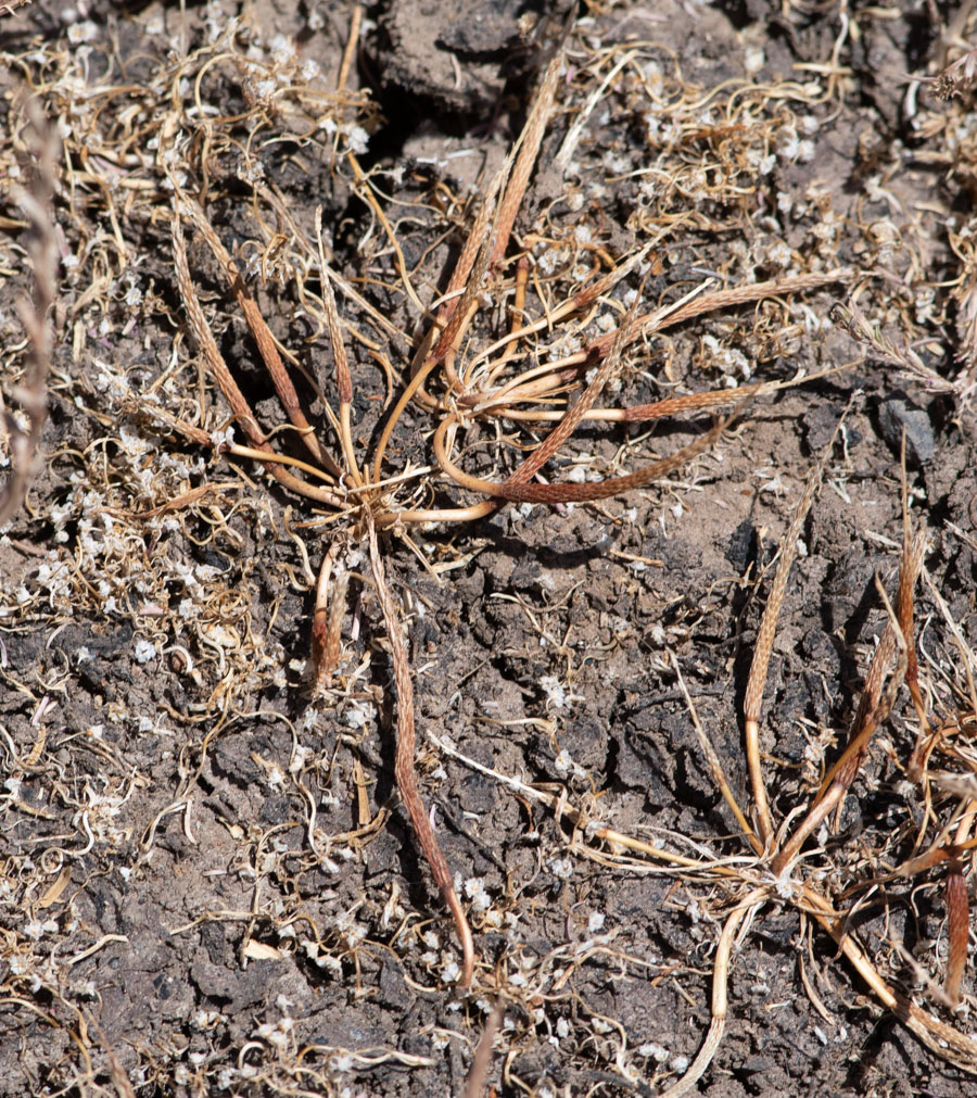 Image of Myosurus minimus specimen.