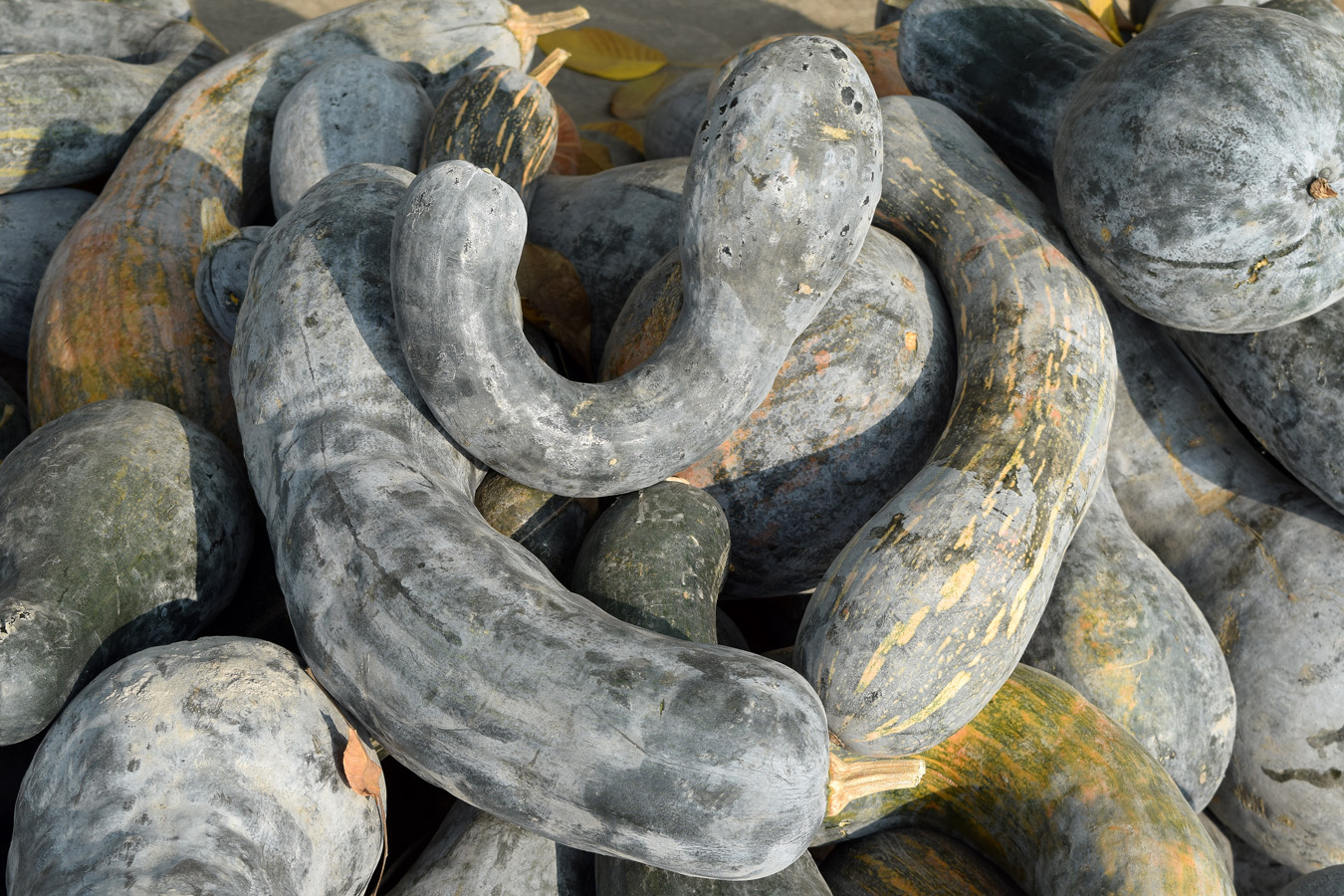 Image of Cucurbita pepo specimen.