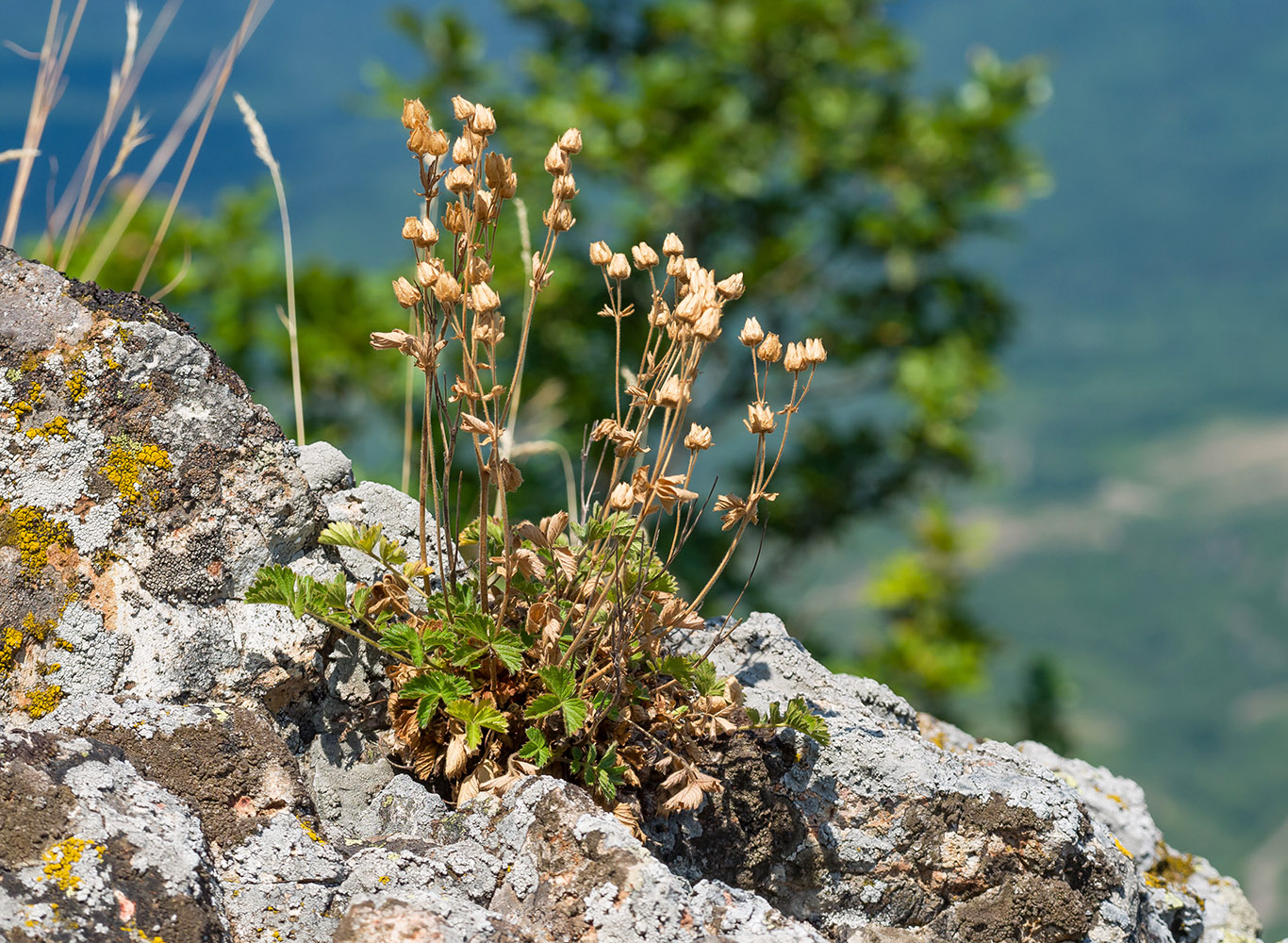 Изображение особи Potentilla geoides.