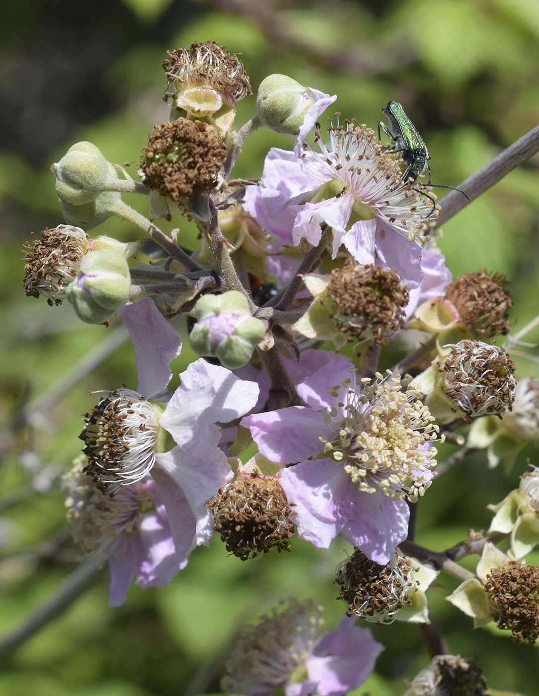 Image of Rubus ulmifolius specimen.