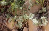 Paronychia argentea. Зацветающее растение. Израиль, окр. г. Арад, каменистая фригана в нижней части склона вади. 04.03.2020.