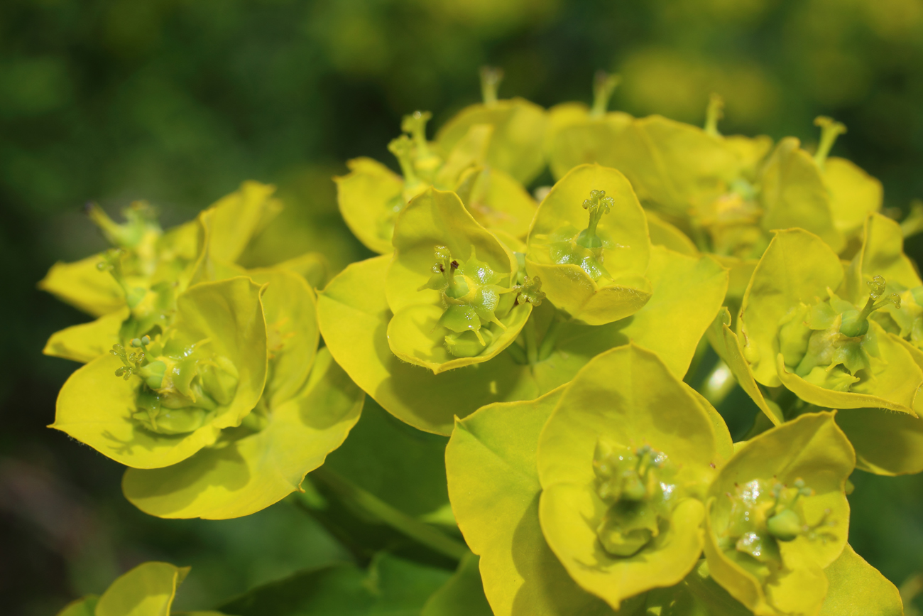 Image of Euphorbia lucida specimen.