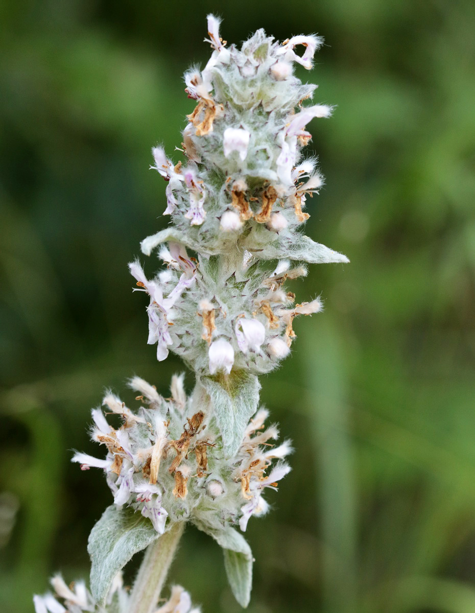 Image of Stachys velata specimen.