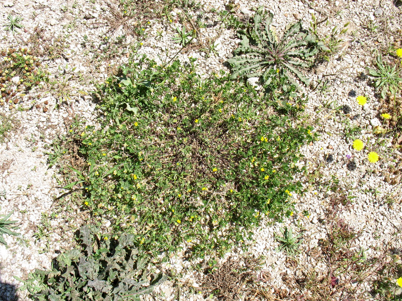 Image of Lotus ornithopodioides specimen.