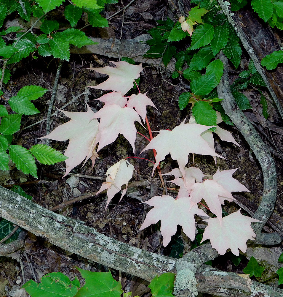 Image of Acer cappadocicum specimen.