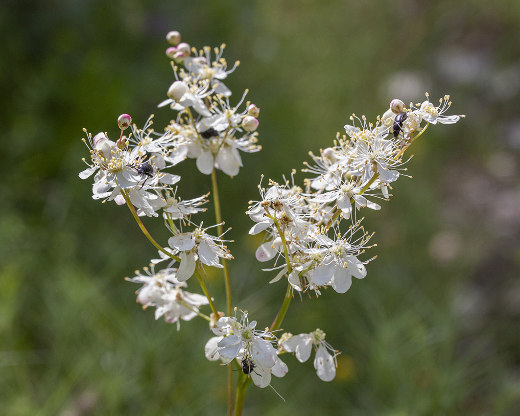 Image of Filipendula vulgaris specimen.