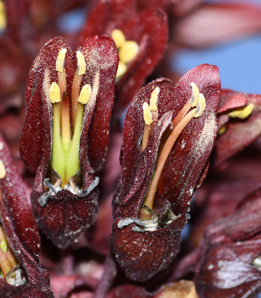 Image of Melianthus major specimen.