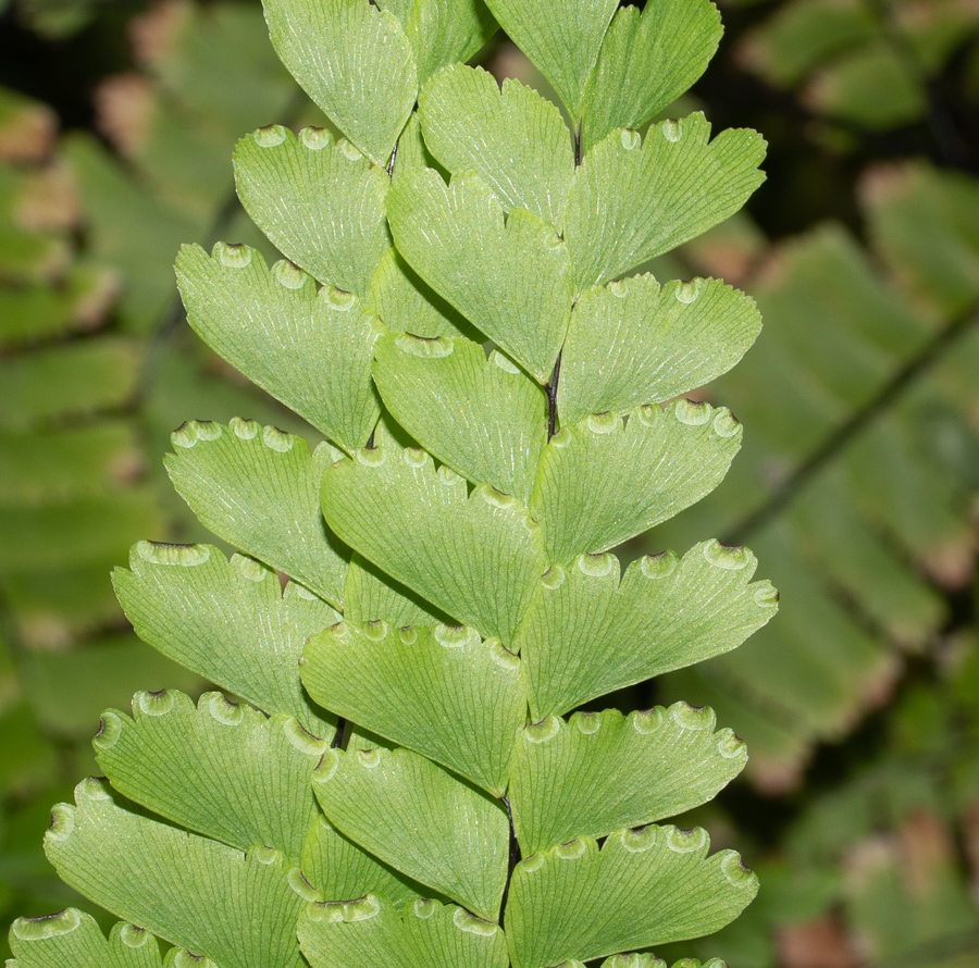 Image of genus Adiantum specimen.